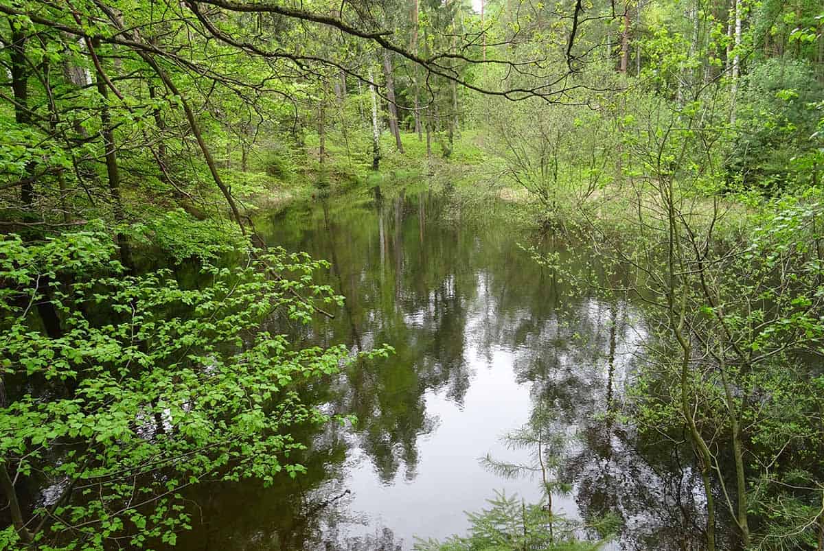 Die Dresdner Heide - eine Wanderung in der Natur › Dresden Führungen